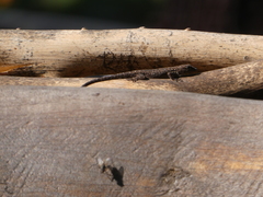 Lygodactylus chobiensis