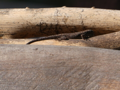 Lygodactylus chobiensis