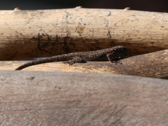 Lygodactylus chobiensis