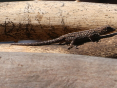 Lygodactylus chobiensis