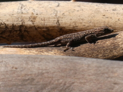 Lygodactylus chobiensis