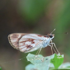 Vettius fantasos