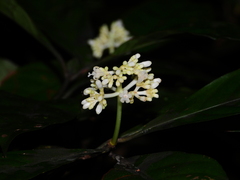 Psychotria cupularis