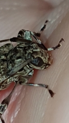 Oedopeza ocellator