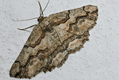 Menophra japygiaria