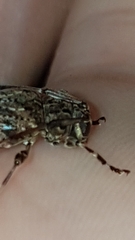 Oedopeza ocellator