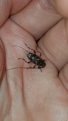 Oedopeza ocellator