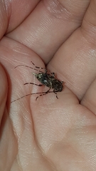 Oedopeza ocellator