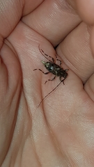 Oedopeza ocellator