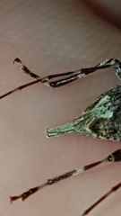 Oedopeza ocellator