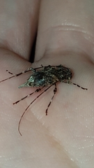 Oedopeza ocellator