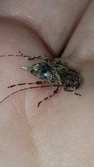 Oedopeza ocellator