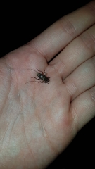 Oedopeza ocellator