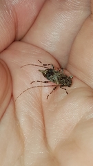 Oedopeza ocellator