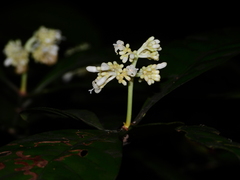 Psychotria cupularis