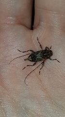 Oedopeza ocellator