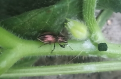 Naupactus tremolerasi