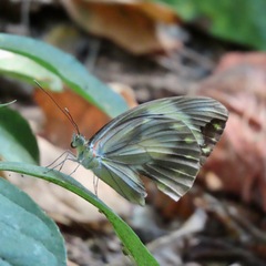Pieriballia viardi