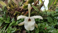 Rhyncholaelia glauca