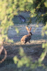 Lepus alleni
