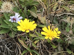 Agoseris apargioides