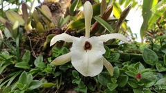 Rhyncholaelia glauca