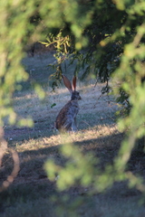 Lepus alleni