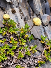 Leptinella pyrethrifolia