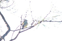 Tyrannidae