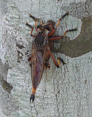 Colepia rufiventris