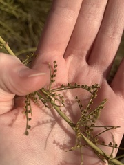 Parkinsonia microphylla