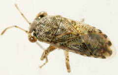 Unicageocoris griseus