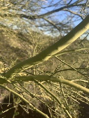 Parkinsonia microphylla