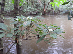 Psychotria cupularis