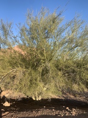 Parkinsonia microphylla
