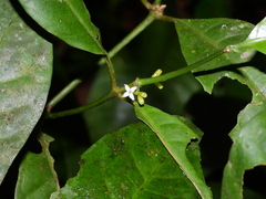 Ronabea latifolia