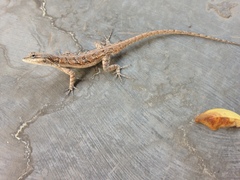Urosaurus graciosus