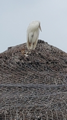 Ardea herodias occidentalis