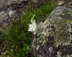 Ornithogalum concinnum