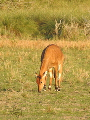 Boselaphus tragocamelus