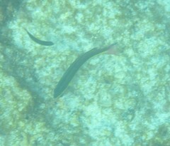Thalassoma lucasanum
