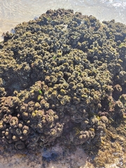 Pyura praeputialis