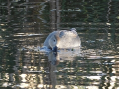Mareca strepera strepera