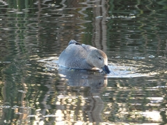 Mareca strepera strepera