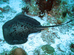 Taeniurops meyeni