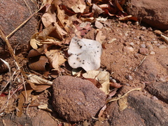 Pterocarpus angolensis