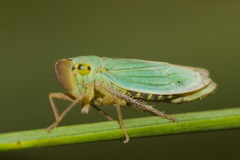 Cicadella