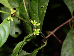 Ronabea latifolia