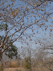 Pterocarpus angolensis