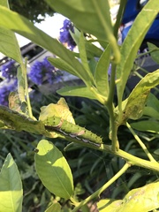 Papilio aegeus aegeus